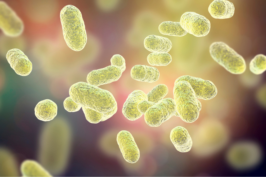 image de bacteries du microbiote intestinal. anti nutriments et sante intestinale