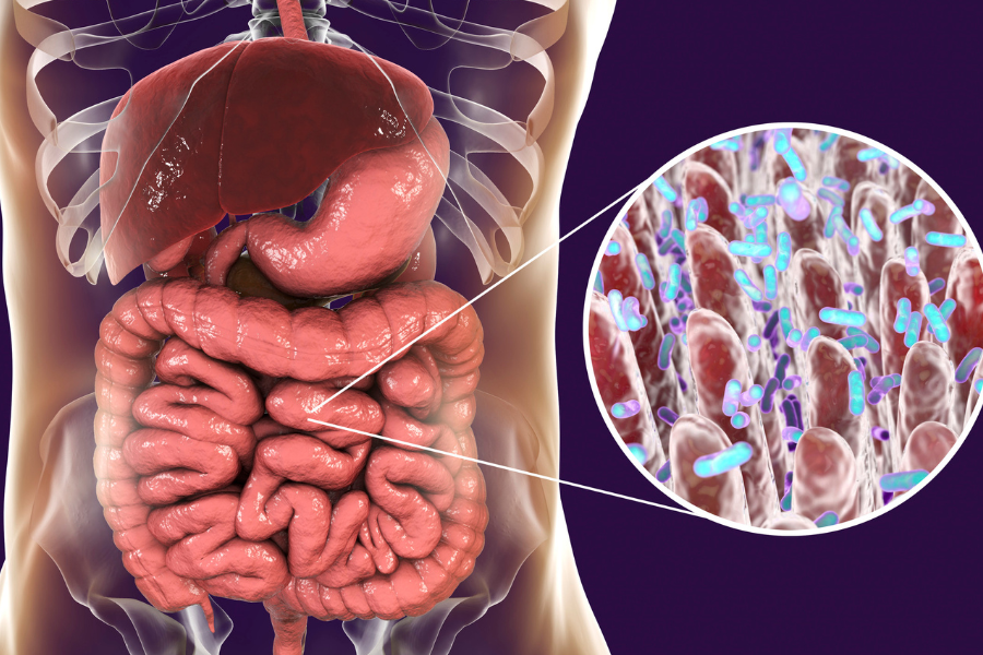 image situant anatomiquement le microbiote au niveau de l intestin